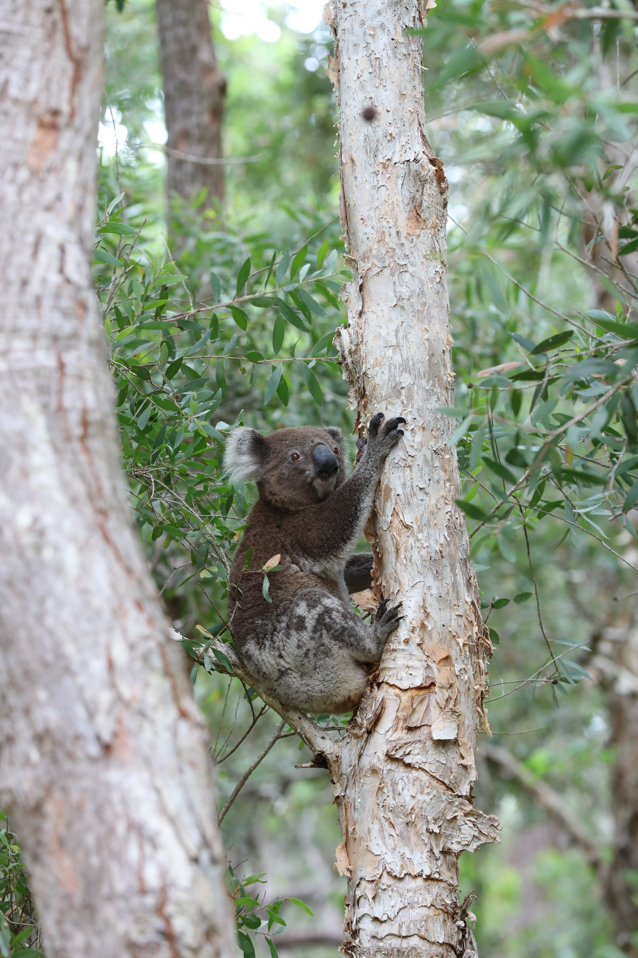 2020 01 06 14 25 35 Canon EOS 5D Mark IV 0011